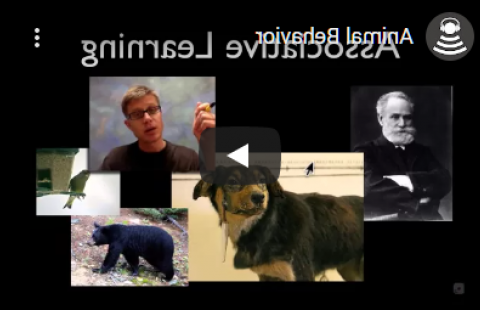 Thumbnail for Bozeman Science's "Animal Behavior" video