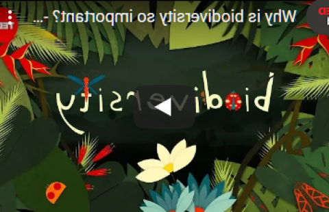 Thumbnail for TED-Ed's video "Why is biodiversity so important?" which features the word "biodiersity" on a green background of cartoon flora