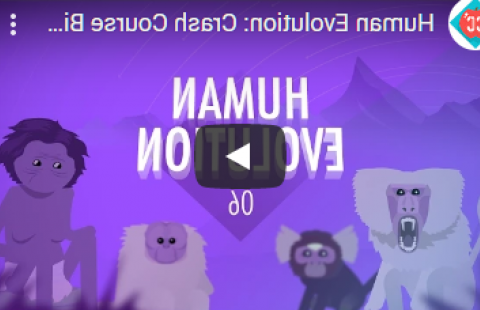 Thumbnail for Crash Course's "Human Evolution" with a human and primates on a purple background