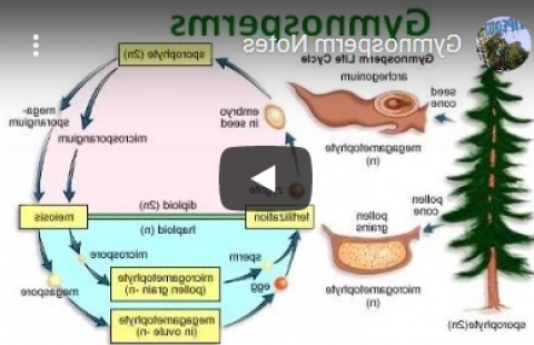 Thumbnail for Beverly Biology's "Gymnosperm Notes" video with a diagram of Gymnosperm cycle