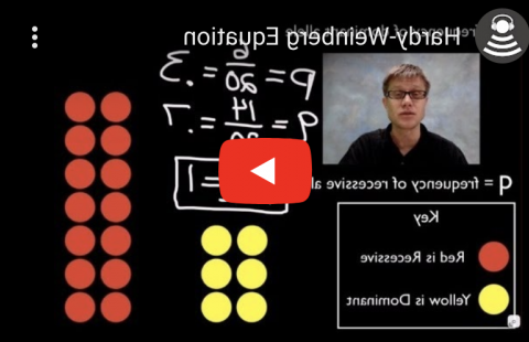 Hardy-Weinberg方程youtube视频截图