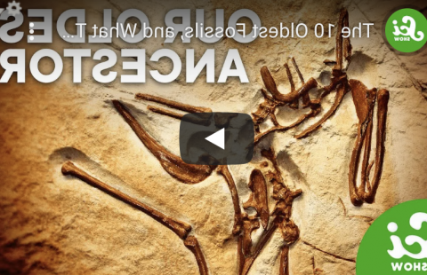 化石记录-科学秀youtube视频截图