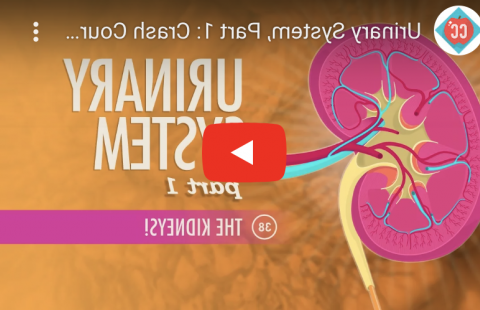 肾脏系统-肾脏Youtube视频截图