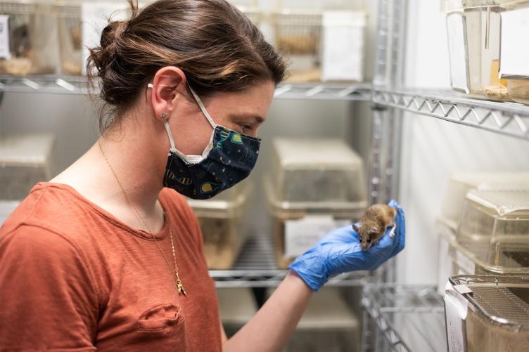 COLSA Ph.D. 研究生Dani Blumstein戴着面具看着实验室里的仙人掌老鼠.