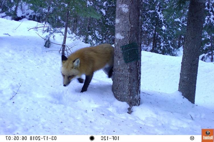 一只红色的狐狸走过森林里的雪堆. 