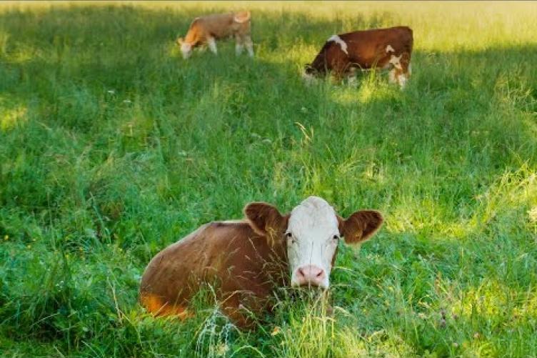 Grass-Fed 有机奶 Management May Be Key to Sector’s Resilience in New England