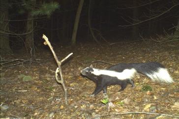 夜间游戏摄像机拍摄的条纹臭鼬照片. 黑白两色的沉没者正四肢行走在一片树叶覆盖的空地上，同时看着一根插在地上的棍子.