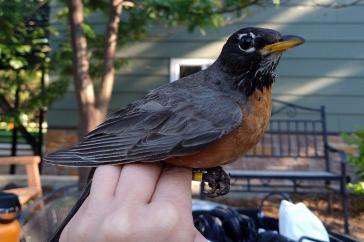 An American robin perched on a hand in an urban landscape, a house and a bench in 的 background.