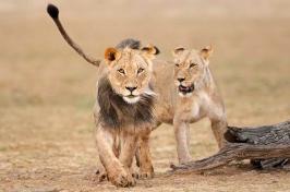 Two lion cubs walk across a field in 非洲.