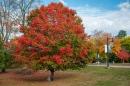 校园的树在秋天的颜色