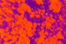 热成像显示母牛(雌性驼鹿)和她的小牛(黄色). 红色表示树木，紫色表示地面.